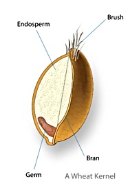 wheat kernel