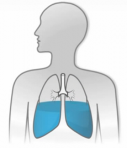 human lungs